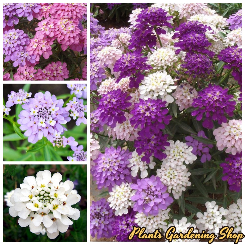 Bonsai Seeds 100pcs Mixed Color Rocket Candytuft Seeds Iberis Amara