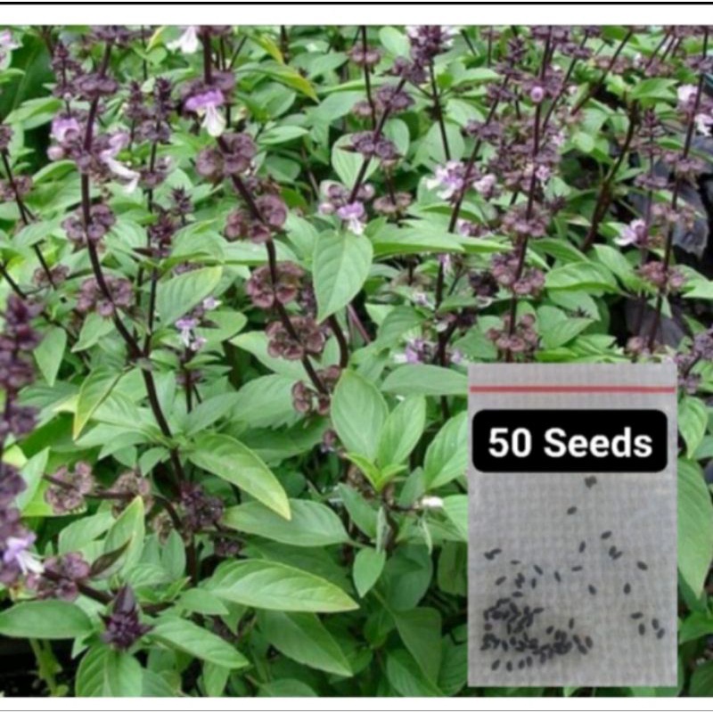 Herb Thai Basil Seeds 50seeds for planting Shopee Philippines