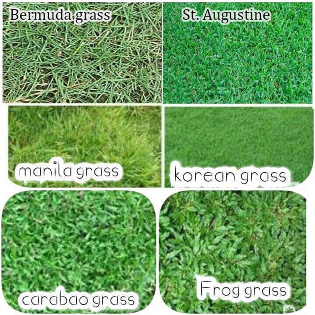 Special grass seeds Good quality Shopee Philippines