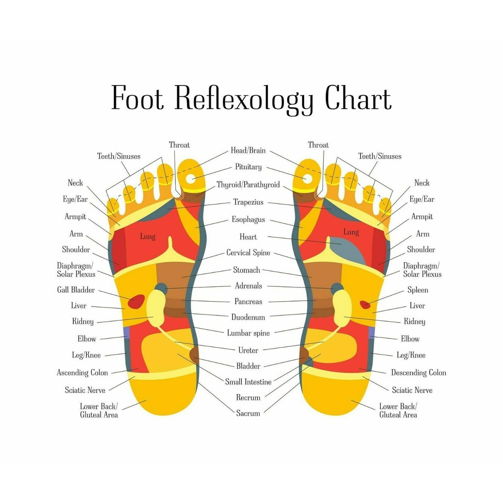 Reflexology Labeled Medial Lateral Foot Chart Art Picture Print Silk Poster Home Wall Decor