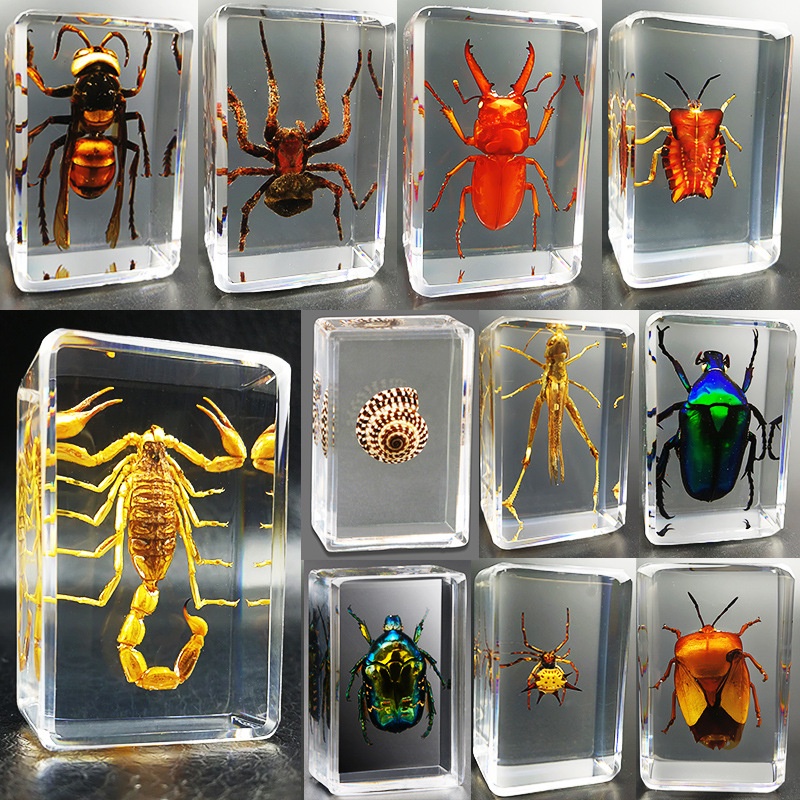 Real Insect Specimen Transparent Resin | Shopee Philippines