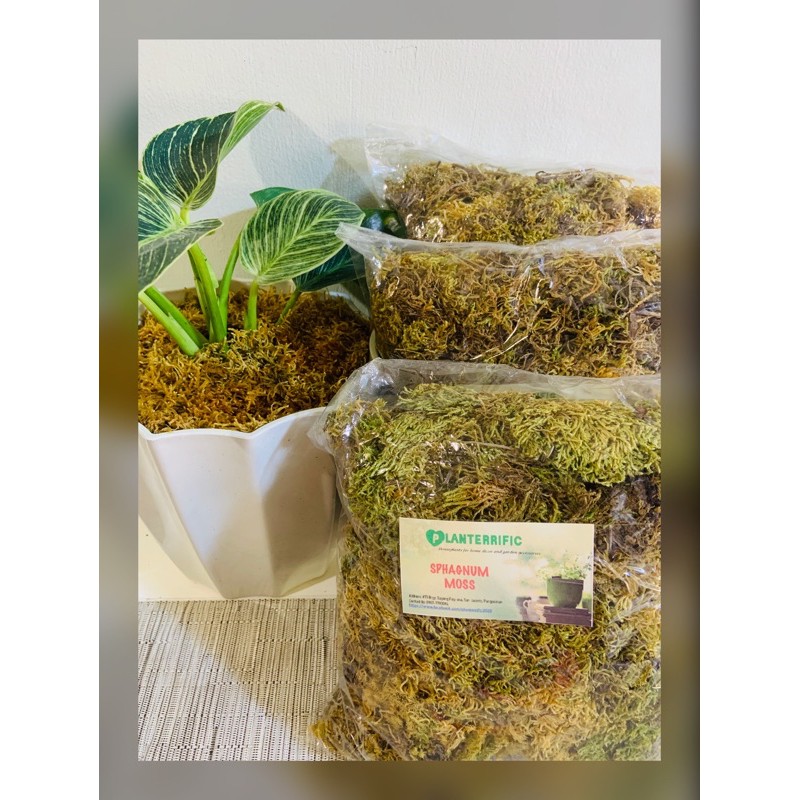 Dried Moss for your Plants