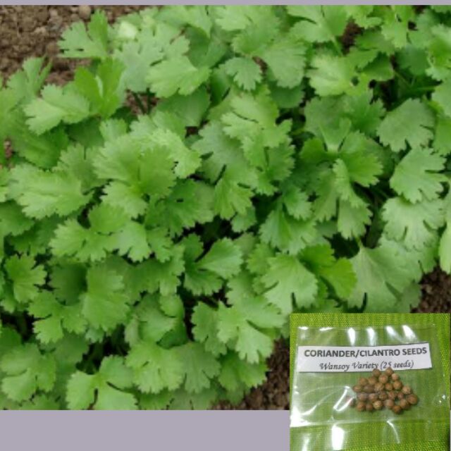 Coriander Seeds (Cilantro/Wansoy) Shopee Philippines