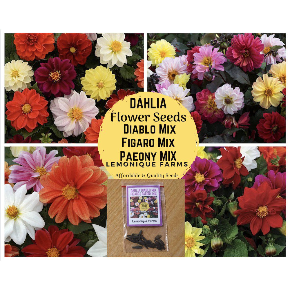 ปลูกง่าย เมล็ดนำเข้า ถูกที่สุดPaeony Dahlias Mix | Dahlia Figaro Mix ...