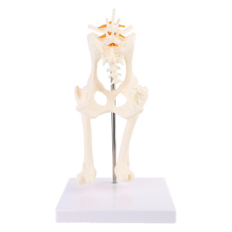 Dog Hip Joint Skeleton Medical anatomy anatomical models anatomical ...