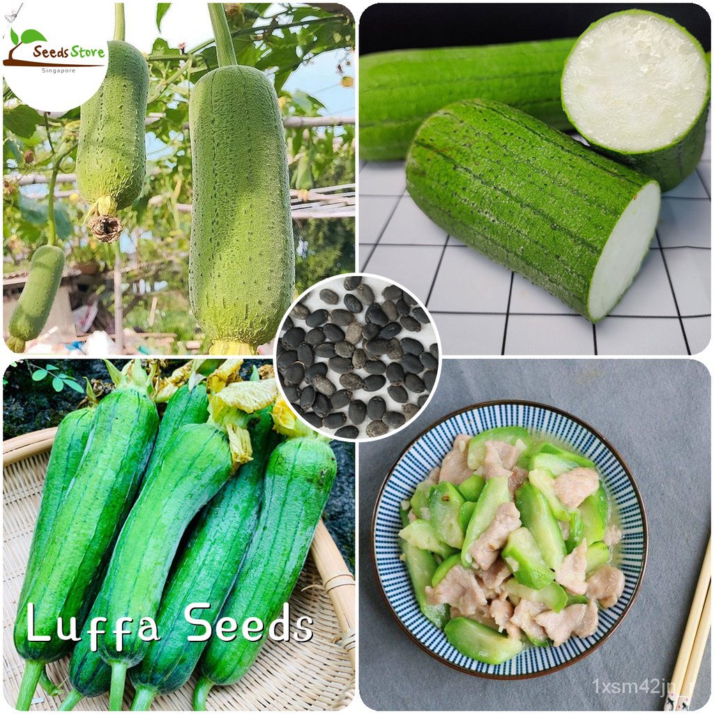 spot seeds30g Luffa Seeds Vegetable Plants for Sale Microgreens Seeds