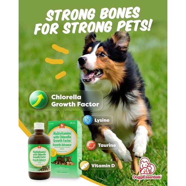 Vitamins for large breed dogs top