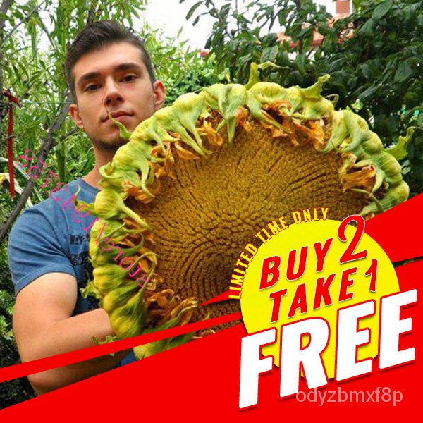 TopQuality Seeds Giant Edible Sunflower Seeds Sunzilla (Ukraine
