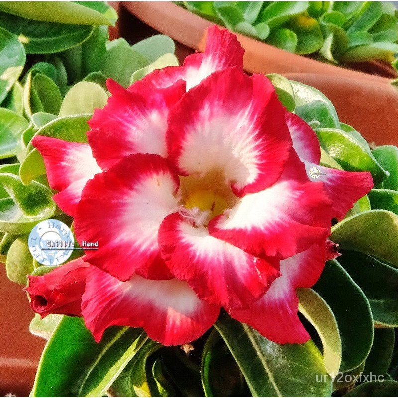cash on delivery2pcs Adenium Obesum Seeds Desert Rose Seeds Flower ...