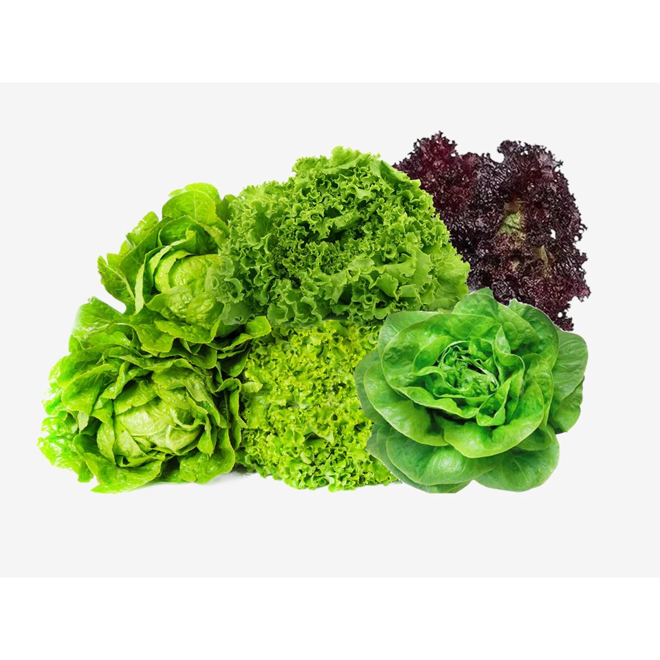 FV Lettuce Seeds 1,200 seeds loose leaf lettuce, curly lettuce