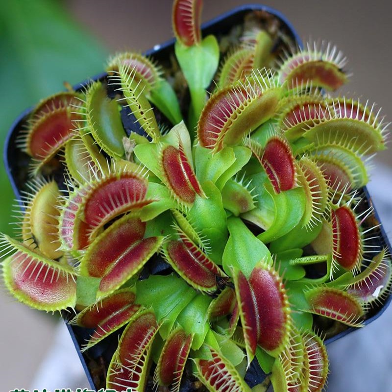 Go to mosquitoes indoor flower insecteating plant Venus flytrap potted big mouth oversized eat