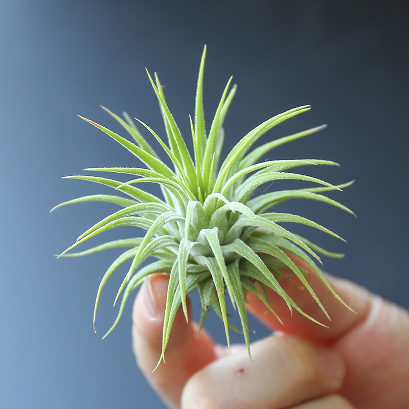 Tillandsia Soilless Plant Rare Variety Multiple Small Air Grass Huamel ...