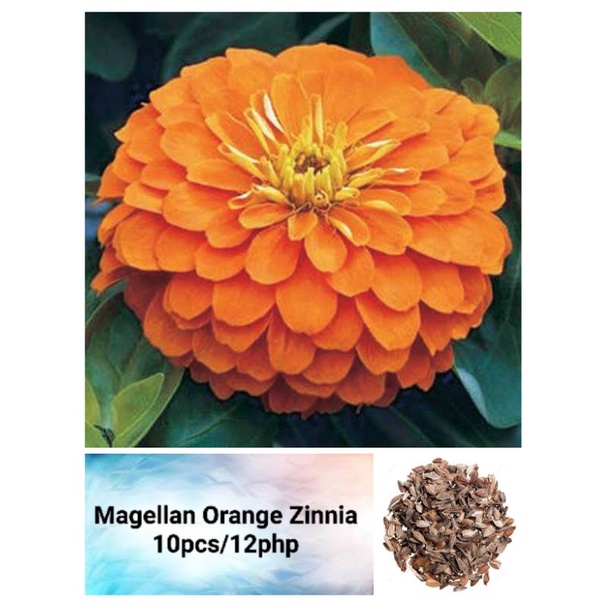 Magellan Orange Zinnia Seeds (10pcs) | Shopee Philippines