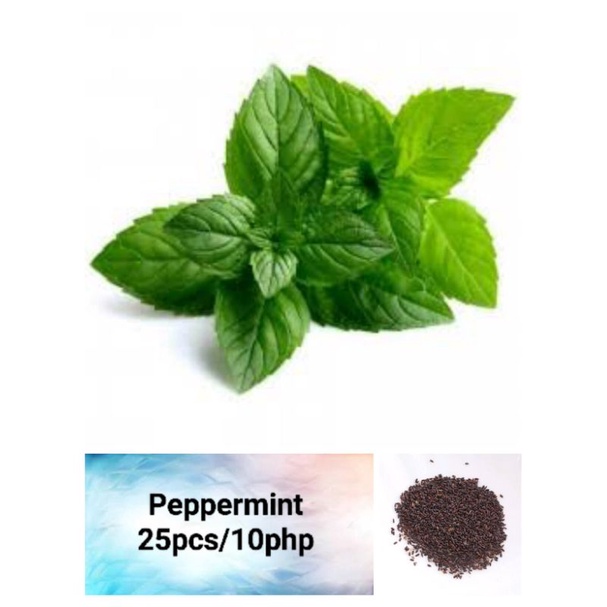 Peppermint Seeds (25pcs) Shopee Philippines