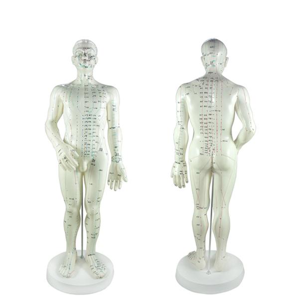 50CM English human acupuncture meridian points model male or female ...