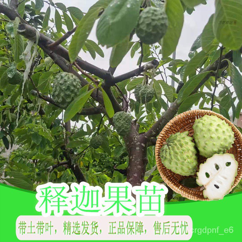 Taiwan Custard Apple Seedlings Annona Fruit Tree Extra Large Grafting