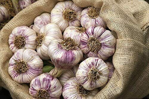 20pcs Rare Ukrainian Organic Heirloom Vegetable Garlic Seeds 