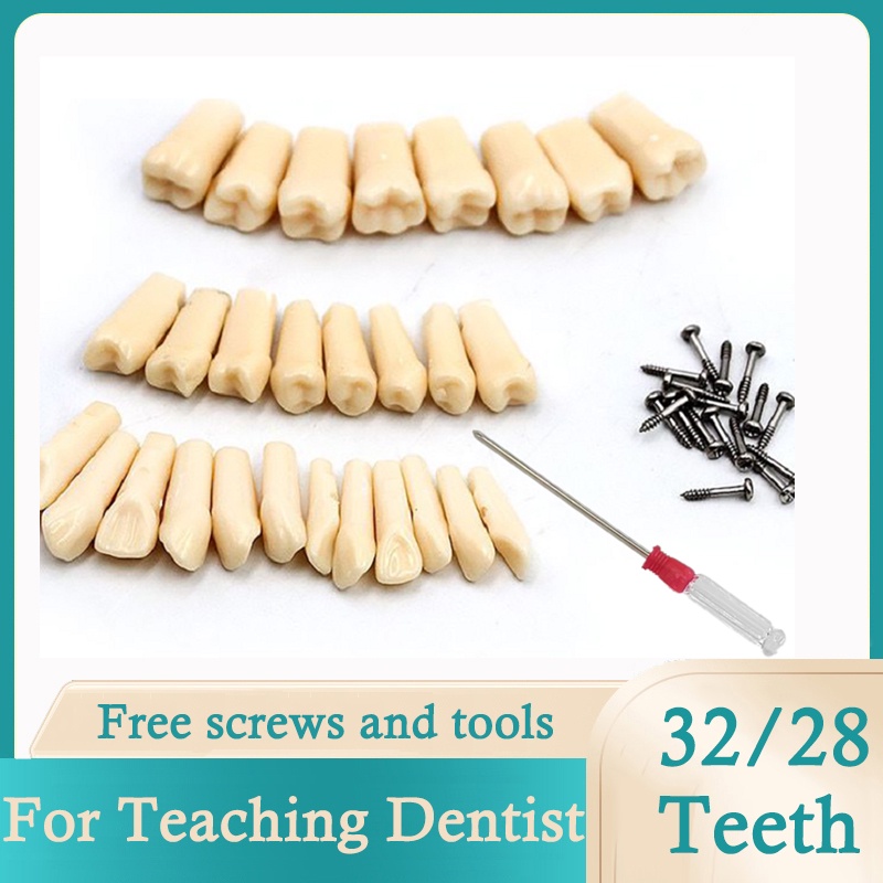 28Pcs / 32Pcs Tooth Model For NISSIN 500 Filling Training Practice ...