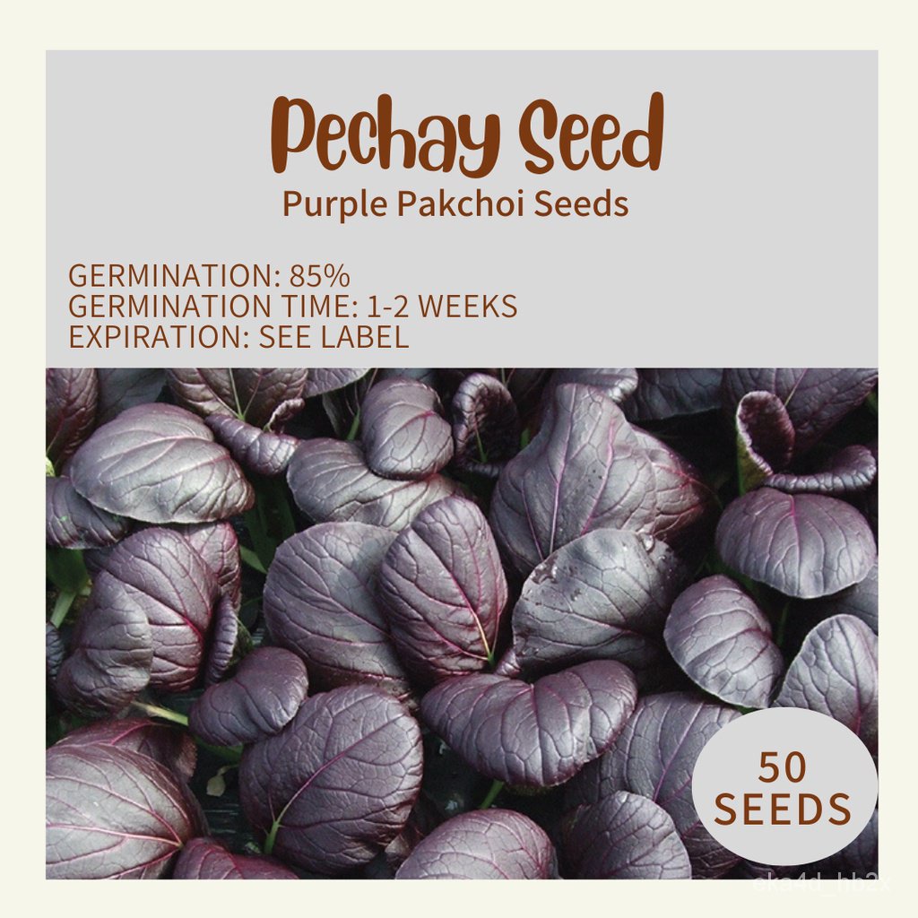 indoor plant seeds (RARE) Purple Pakchoi / Pechay Seeds from Korea ...