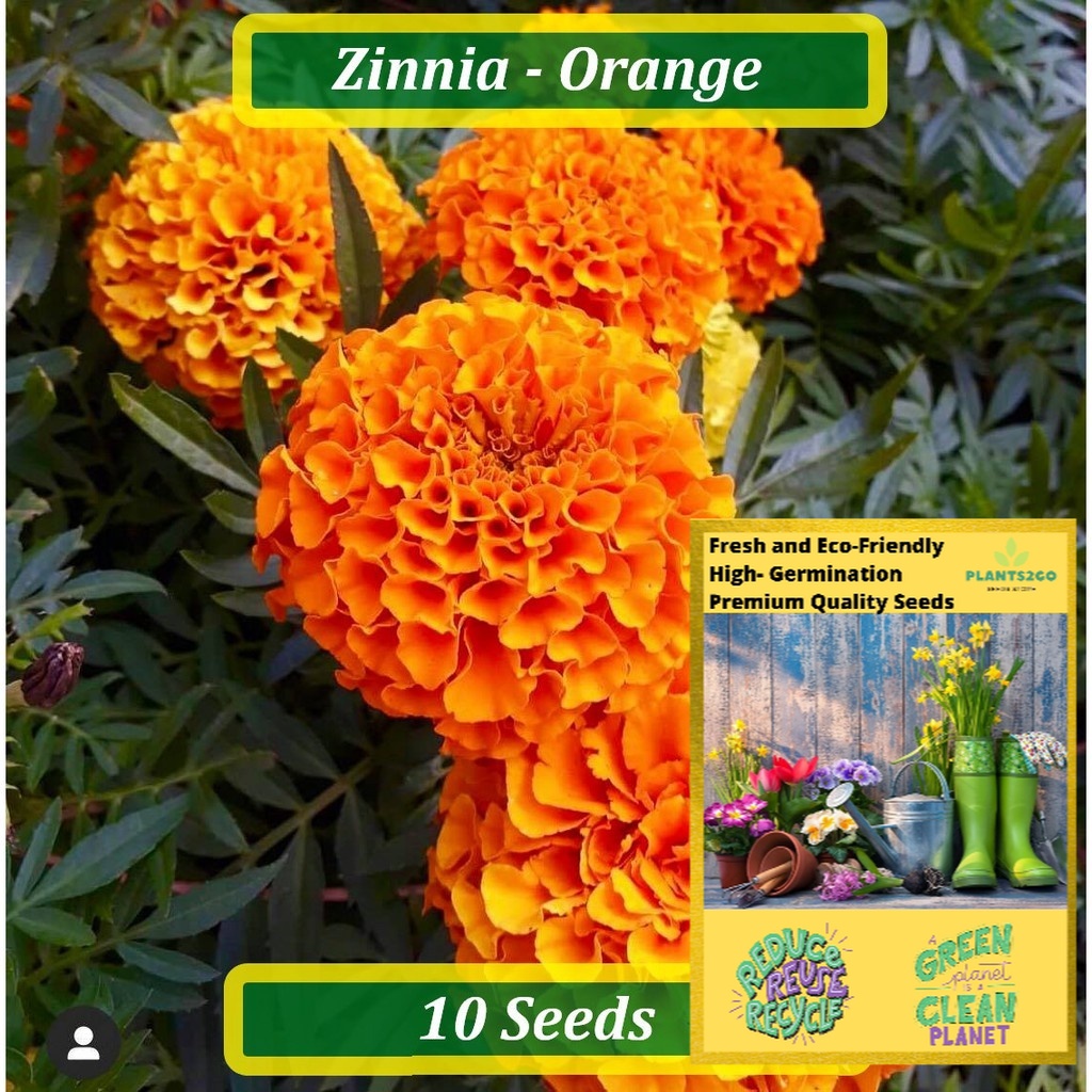 Zinnia Seeds Orange 1 Gram of High germination Flower Plant seeds P2G