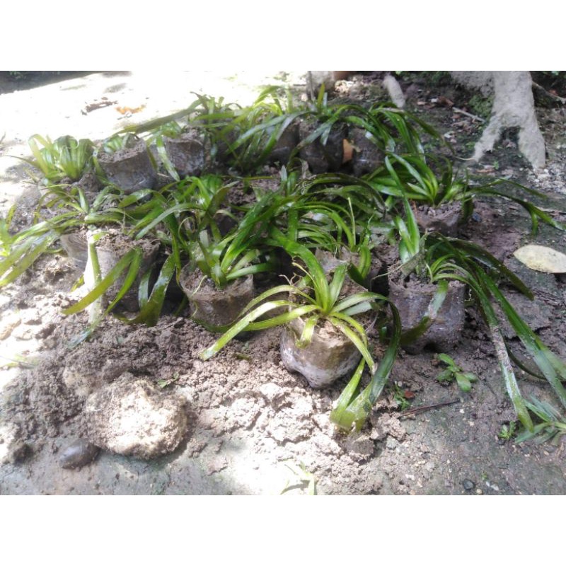 Jungle Val (aquatic plant) | Shopee Philippines