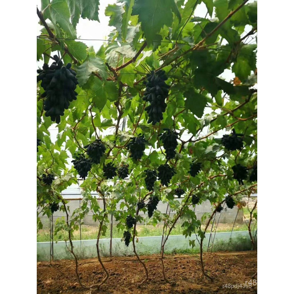 Grape Seedlings South and North Planting Potted Plants Sapphire