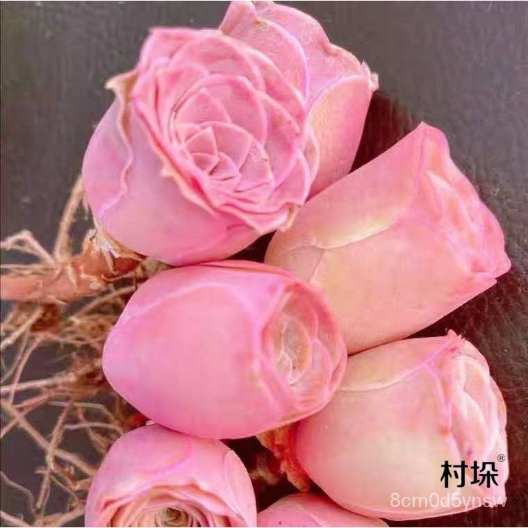 Succulent Rose Series Mountain Pink Yero Pink Wine Glass Old Pile Plant ...