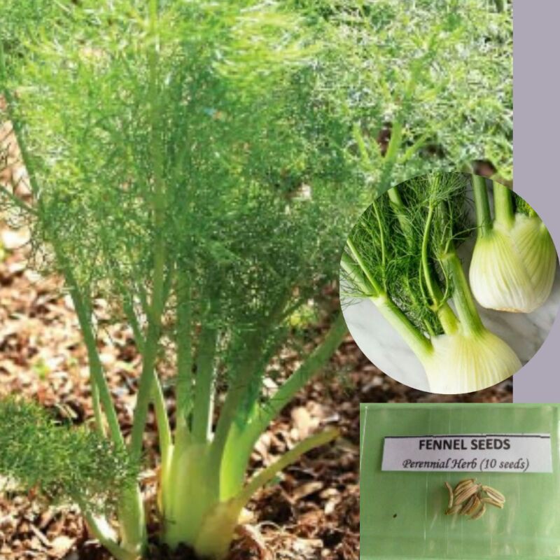 Fennel Seeds (Perennial Herb) Shopee Philippines