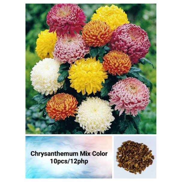 Chrysanthemum Mix Color Seeds (10pcs) Shopee Philippines