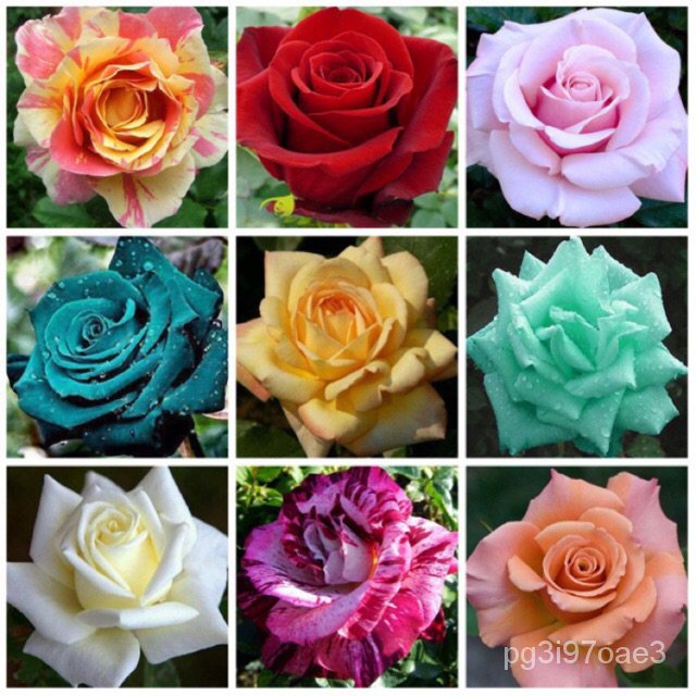 seeds for planting 20pcs Rose Flower Seeds Easy Planting Daquan Plant Live Seed Flower seeds