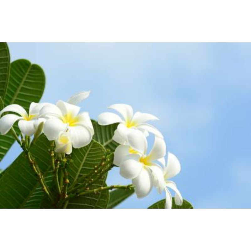 Hawaiian Calachuchi White Frangipani Giant Kalachuchi | Fragrant ...