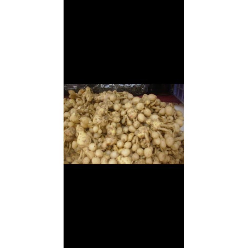 PUTIH White Turmeric Powder 1KG White Turmeric | Shopee Philippines
