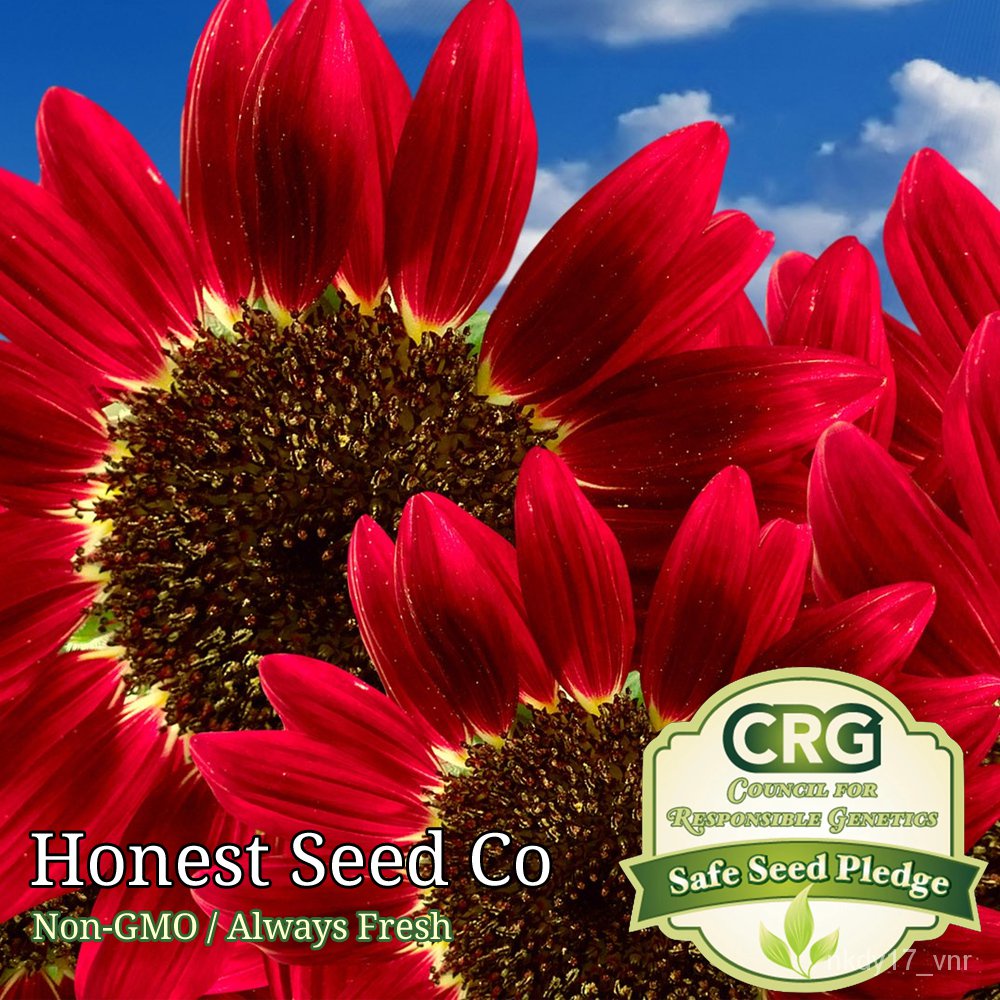 Guaranteed germination rate 30+ Red Sun Sunflower Seed Planting Ancestral NonGMO Garden