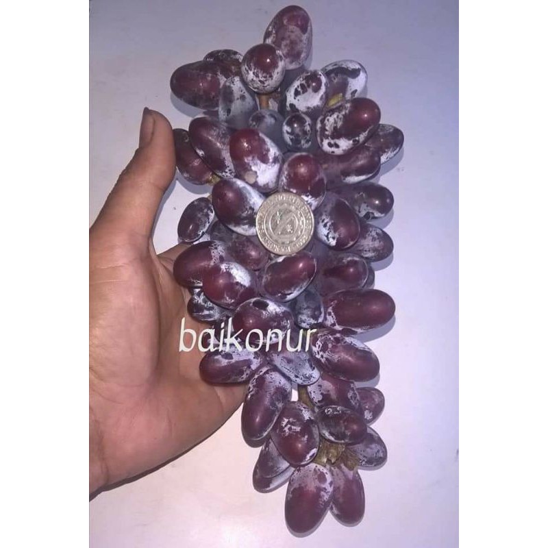 BAIKUNOR GRAPES CUTTINGS ! Shopee Philippines