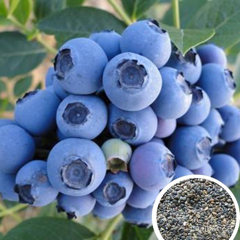 Mixed Seeds 20 60 120 200 Pcs pack American Giant Blueberry Seeds Bonsai Edible Fruit Seed for