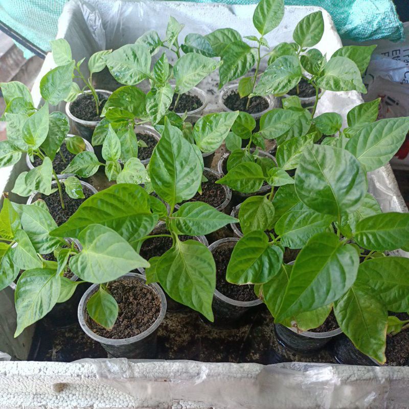 Carolina Reaper Yellow/Choco/Bahamian Goat Seedlings | Shopee Philippines