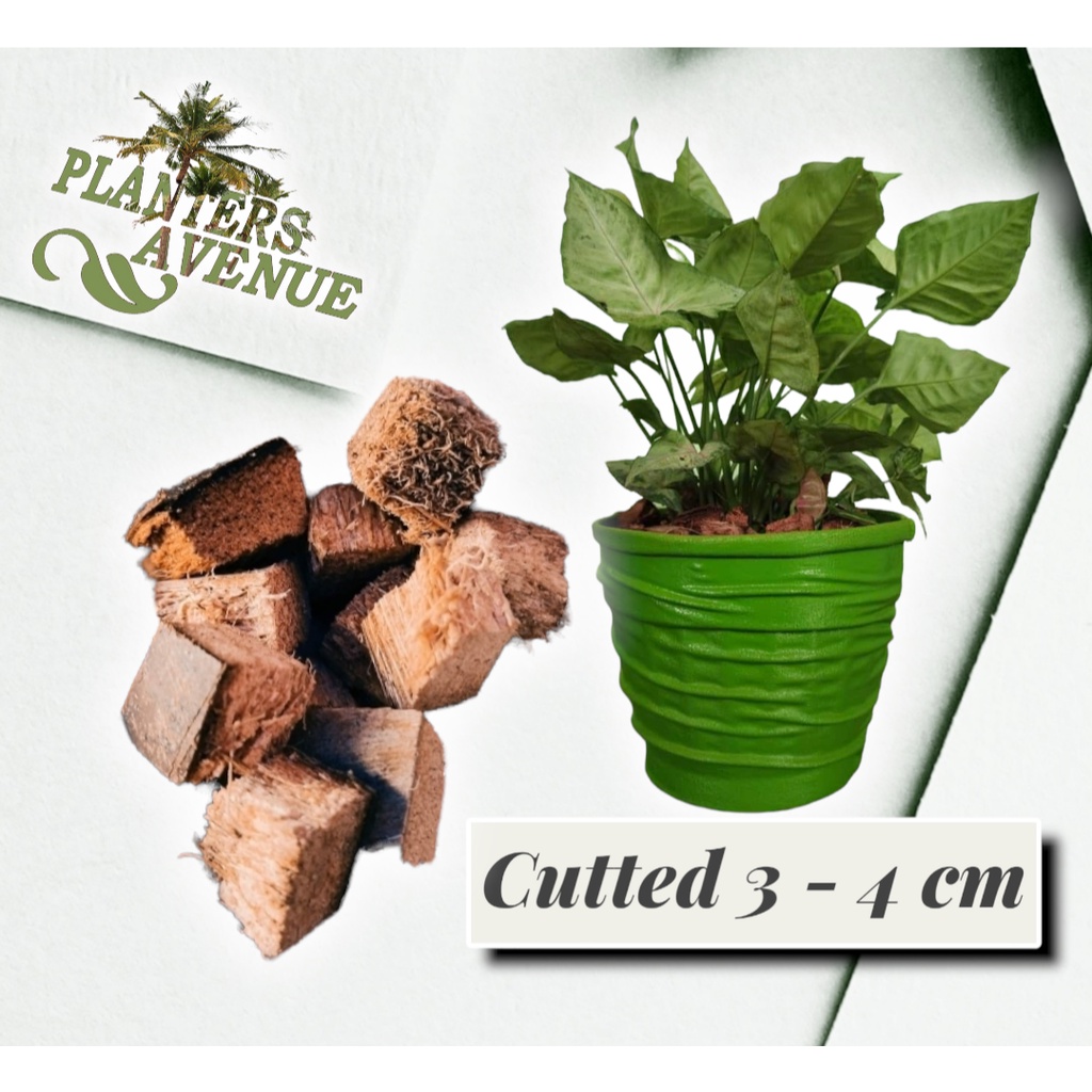 1 KG COCO CUBES BEST FOR POTTED PLANTS USED INDOOR AND OUTDOOR PLANTS