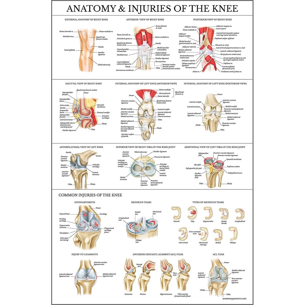 Laminated Anatomy and Injuries of The Knee Poster Knee Joint Anatomical ...