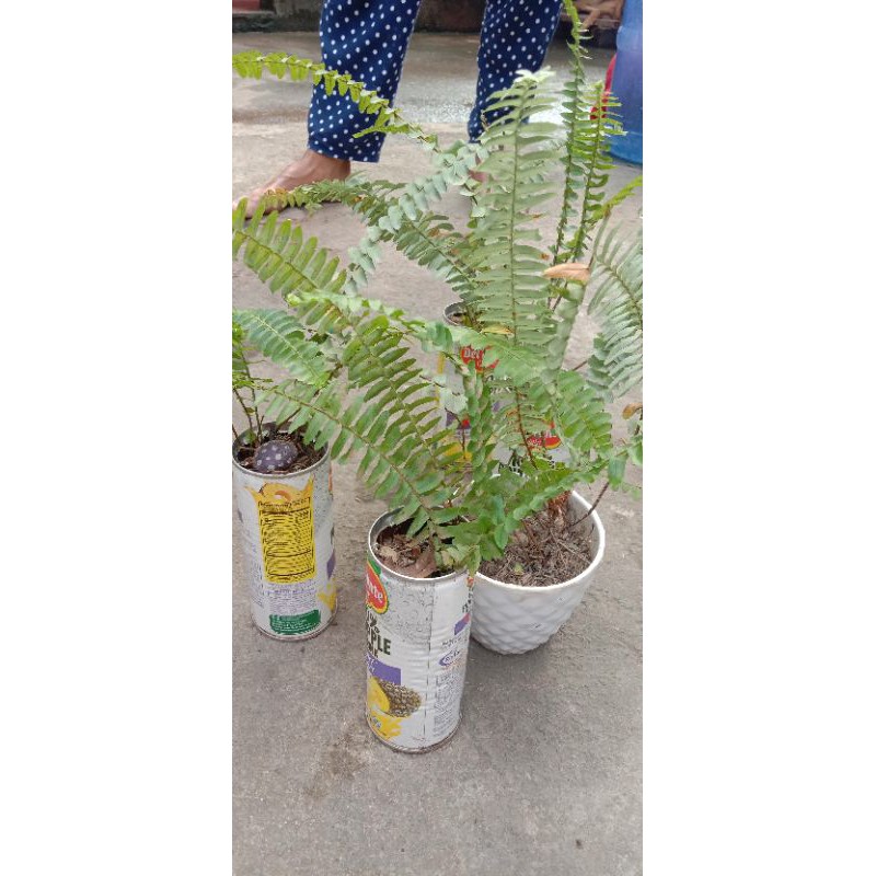 fishbone fernFishbone fern.. a fern with upright or drooping fronds ...