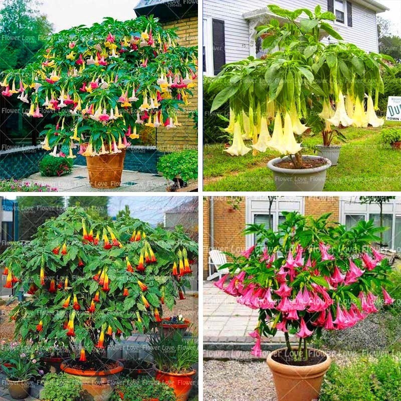 100 Pcs Bonsai Datura Seeds Rare Datura Flower Seeds Angel Trumpets