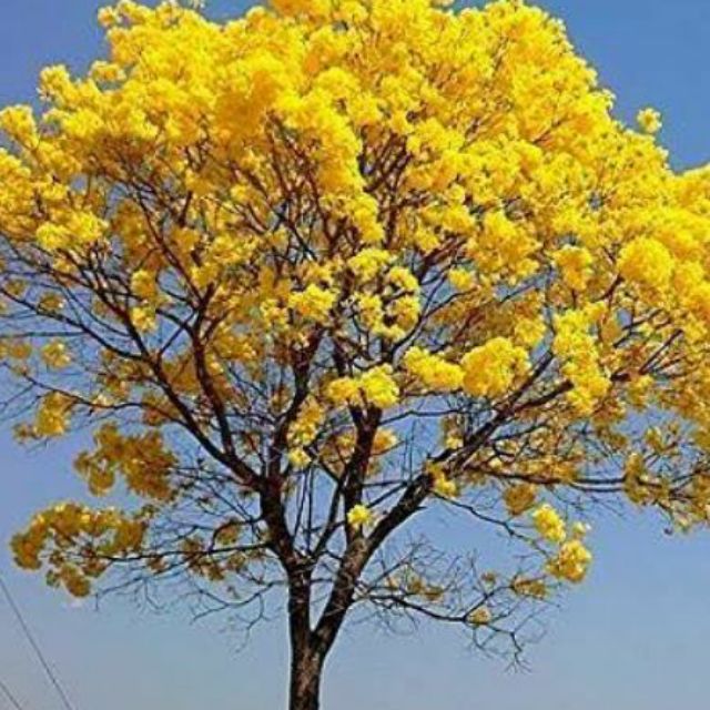 GOLDEN TRUMPET TREE flowering seeds Shopee Philippines