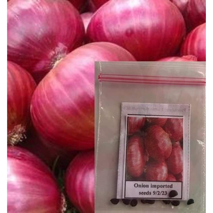 Onion Imported Seeds Vegetable 