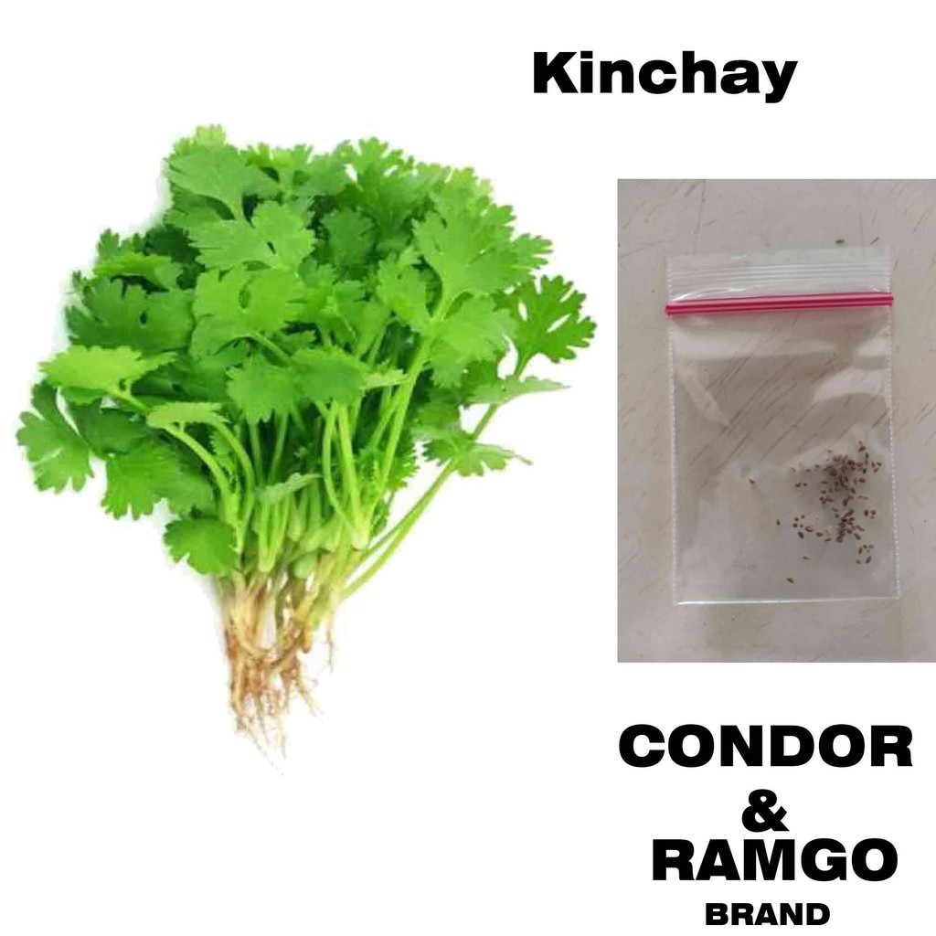 Philippine Kinchay: Small But Terrible Oriental Herb – SRDT