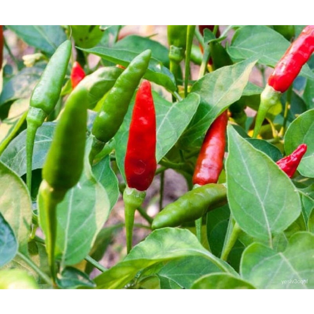 Guaranteed germination rate 10 Thai Dragon pepper seeds Free US ship