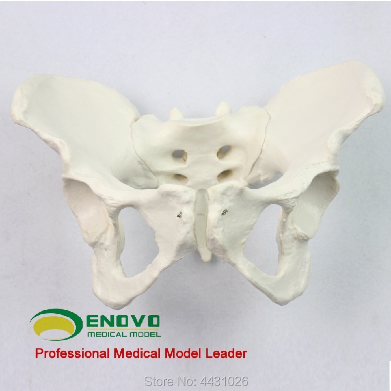 ENOVO Standard female pelvic gynecological examination model of human