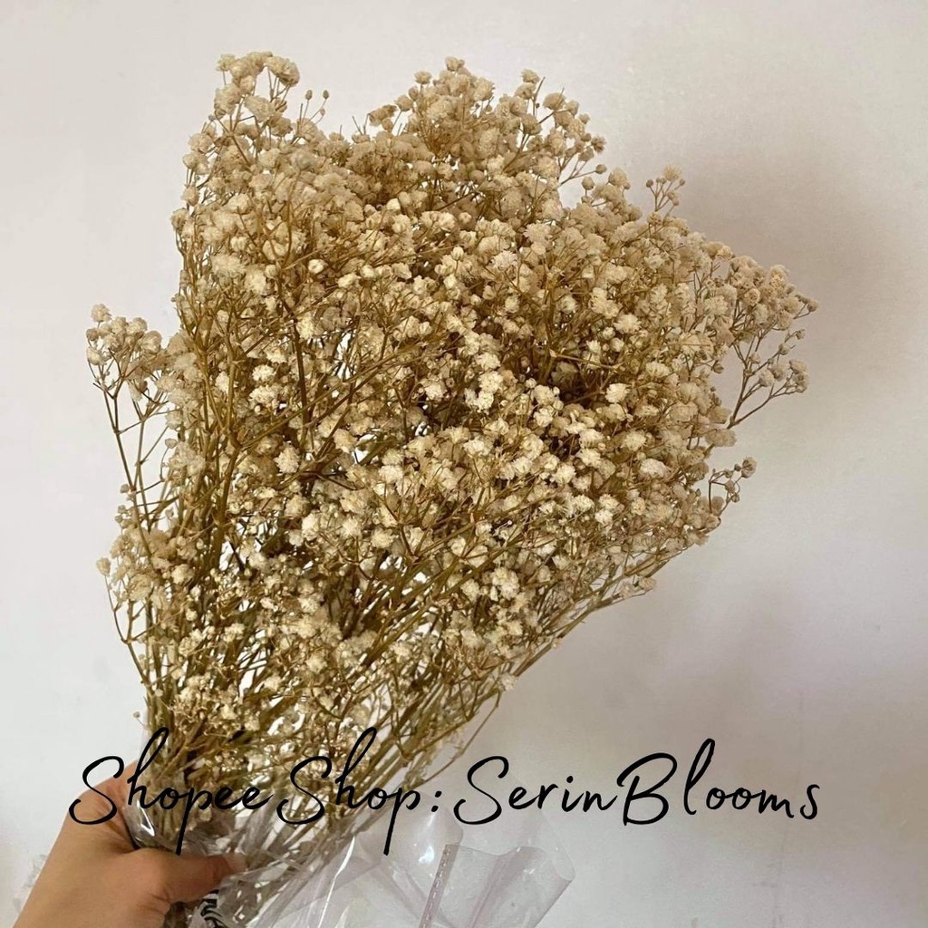 Preserved/Dried Gypsophila (baby's breath) sold per bundle | Shopee ...