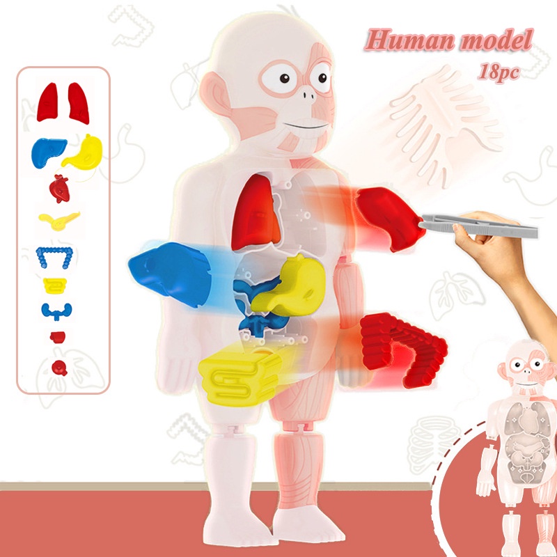 Montessori 3d puzzle Human Body Anatomy Educational Learning DIY ...