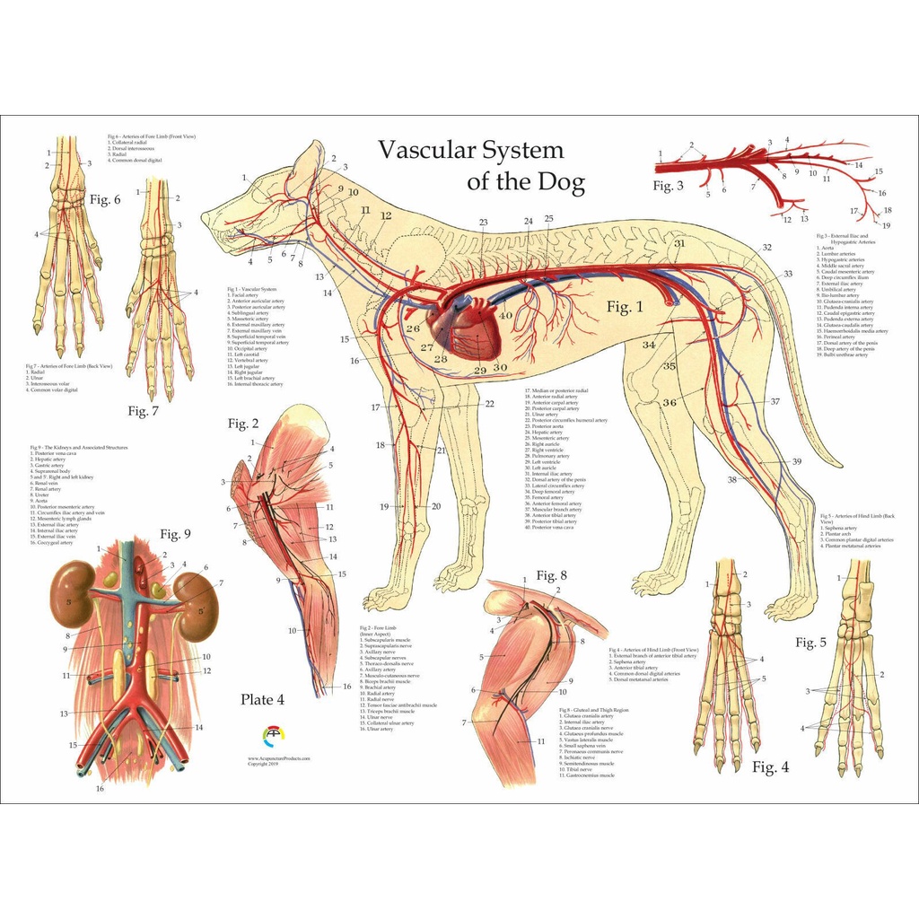 Dog Vascular Blood Vessels Anatomy Veterinary Chart Art print Silk ...