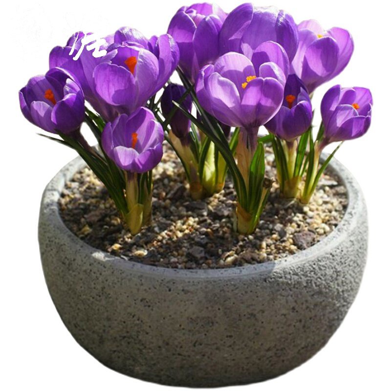 Saffron Seed Pellet Saffron Crocus Edible ColdResistant Flower Seeds