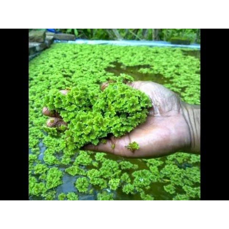 25 grams Hybreed Azolla (Luzon area only) | Shopee Philippines